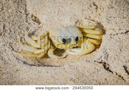 Atlantic Ghost Crab - Ocypode Quadrata On The Beach Sand. Also Known As Maria-farinha In Brazil, Whi