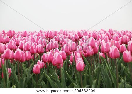 Pink And White Colored Tulips In Rows On  A Flowerbulb Field In Nieuwe-tonge In The Netherlands Duri