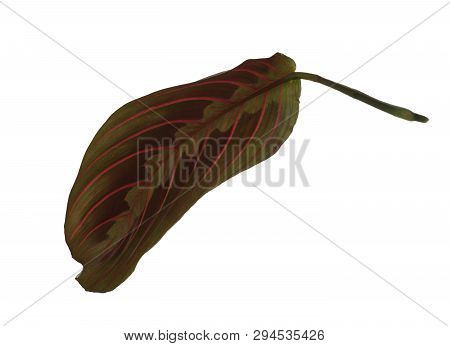 Leaf Of Tropical Maranta Plant On White Background