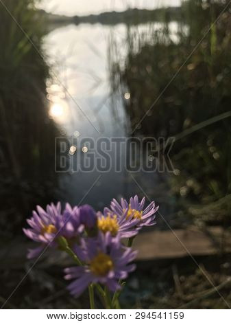 A Flower Cannot Blossom Without Sunshine, And Man Cannot Live Without Love.
-max Muller