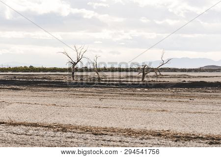 The Three Sisters Trees, Near Red Hill Marina On The Salton Sea Area Of California