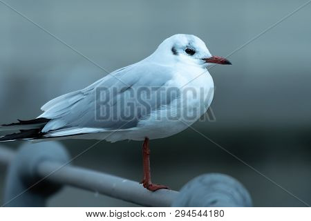 A Black-headed Gull (chroicocephalus Ridibundus) Sitting On A Railing, After Sunset (bodensee, Austr