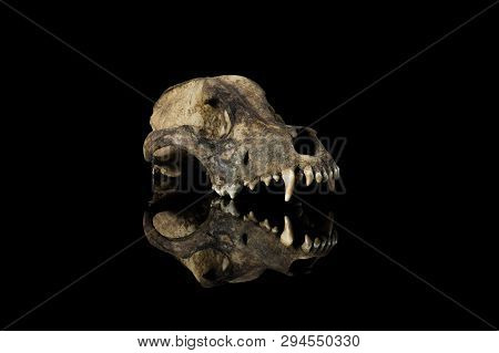 Dog Skull 3/4 View Isolated Black Background With Mirror Reflection