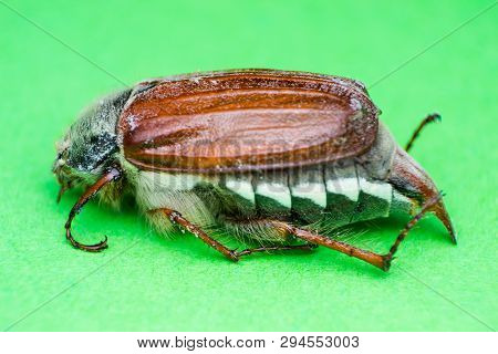 Summer Chafer Or European June Beetle, Amphimallon Solstitiale On Green Background