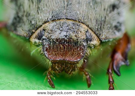 Summer Chafer Or European June Beetle, Amphimallon Solstitiale, Head Closeup