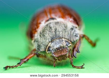Summer Chafer Or European June Beetle, Amphimallon Solstitiale On Green Background