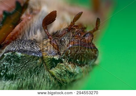 Summer Chafer Or European June Beetle, Amphimallon Solstitiale Head Closeup