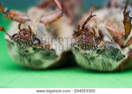 Summer Chafer Or European June Beetle, Amphimallon Solstitiale, Two Bugs Stand On The Back