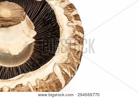 Closeup Of One Whole Fresh Brown Mushroom Portobello With A Stripe Ventral View Isolated On White Ba