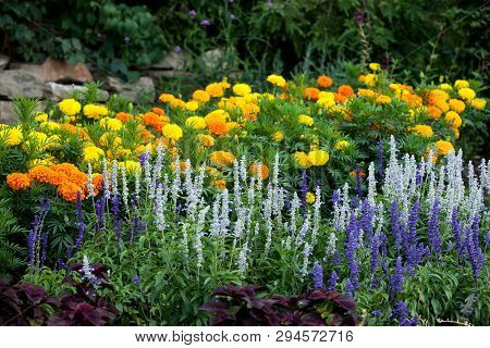 Flora Colourful Floral Background Wild Flower Assortment Flowers Blooming