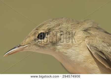 Amazing Closed Up Of A Savis Warbler In The Morning Light With Out Of Focus Background.