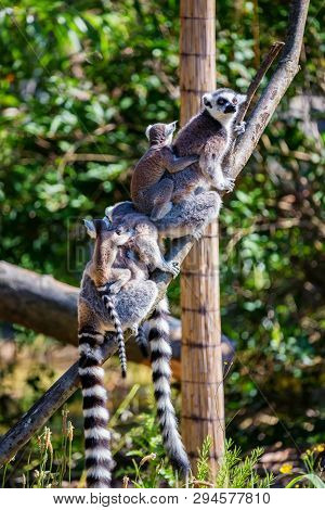 Ring-tailed Lemur Or Lemur Catta Mothers With Children