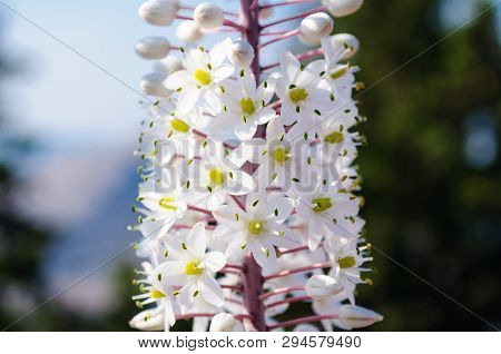 Bright White Inflorescences Of Eremurus In The Summer Garden.
