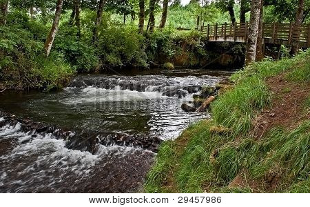 Small Footbridge Across Wooded Creek