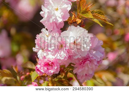 Flowering Kwanzan Cherry Tree In Springtime With Leaves.