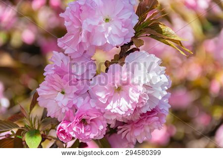 Flowering Kwanzan Cherry Tree In Springtime With Leaves.