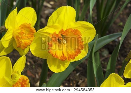 Narcissus Of The Bulley Species On A Flowerbed.