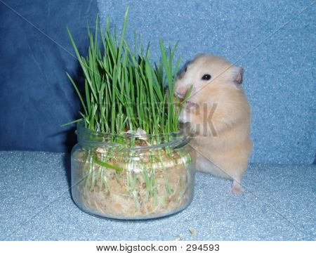 Hamsteri