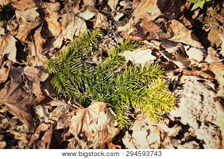 Green Branch Of Spruce Lies At Last Years Foliage