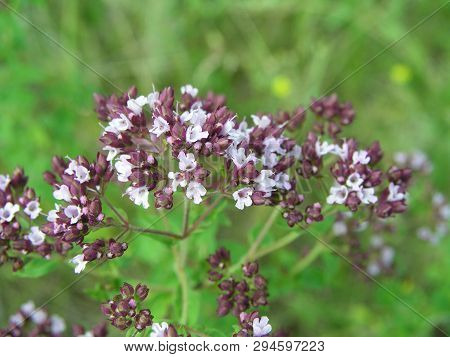 Purple Flowers Of Origanum Vulgare, Wild Marjoram Close-up. Common Oregano Growing In Meadow. Medici
