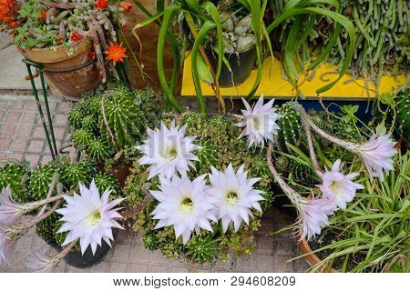 Easter Lily Cactus With Flowers In Tme Patio