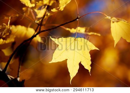 Glowing Yellow Maple Leaf - Senboku, Akita, Japan