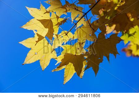 Glowing Yellow Maple Leaves - Senboku, Akita, Japan