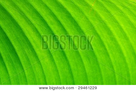 Textura de uma folha verde como pano de fundo