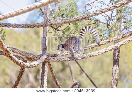 A Cute Ring Tailed Monkey Playing On Ropes In A Zoo