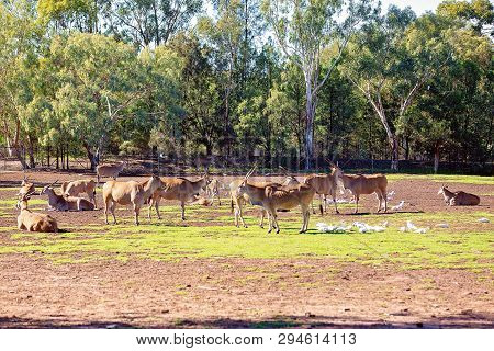 A Herd Of Addax Grazing In A Field In Summer Time