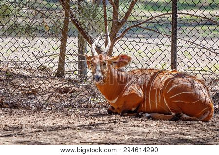 An Adult Addax In Captivity Resting In The Shade