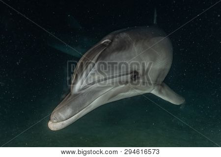 Dolphin Swimming In The Red Sea, Eilat Israel
