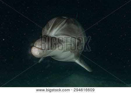 Dolphin Swimming In The Red Sea, Eilat Israel