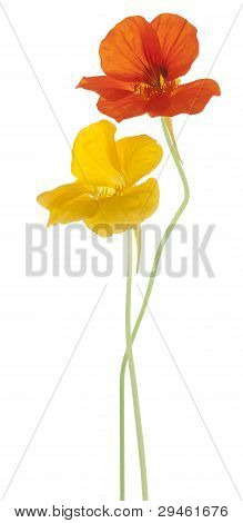 Nasturtium