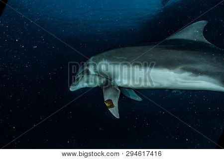 Dolphin Swimming In The Red Sea, Eilat Israel
