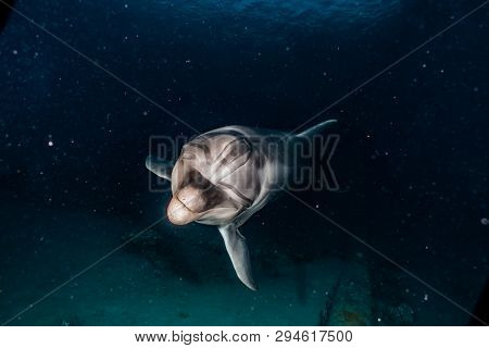 Dolphin Swimming In The Red Sea, Eilat Israel