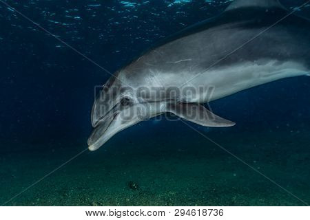 Dolphin Swimming In The Red Sea, Eilat Israel