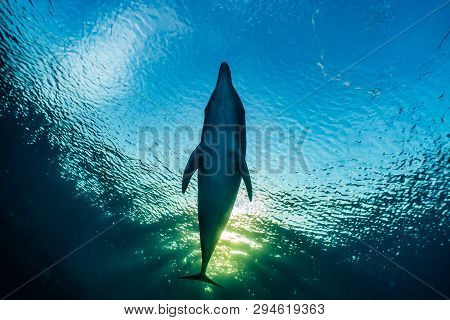 Dolphin Swimming In The Red Sea, Eilat Israel