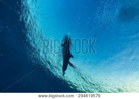 Dolphin Swimming In The Red Sea, Eilat Israel