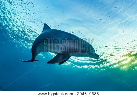 Dolphin Swimming In The Red Sea, Eilat Israel