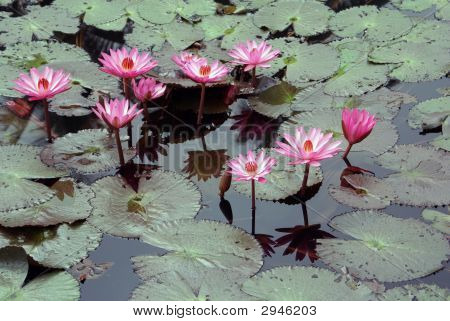 Lotuses
