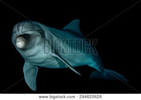 Dolphin Swimming In The Red Sea, Eilat Israel