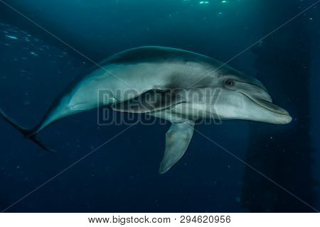 Dolphin Swimming In The Red Sea, Eilat Israel