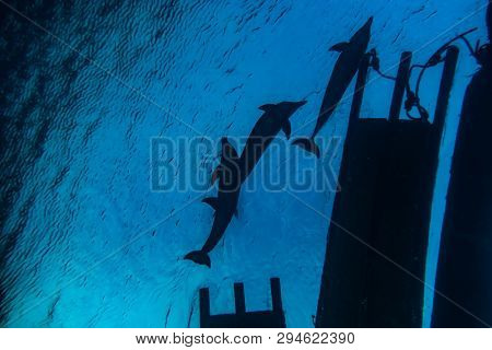 Dolphin swimming in the Red Sea, Eilat Israel