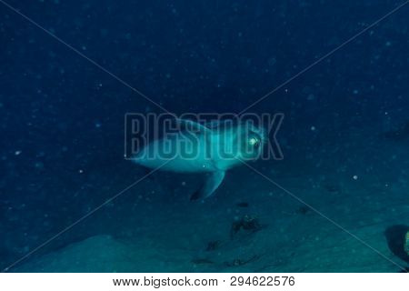 Dolphin Swimming In The Red Sea, Eilat Israel