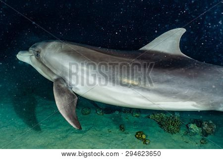 Dolphin Swimming In The Red Sea, Eilat Israel