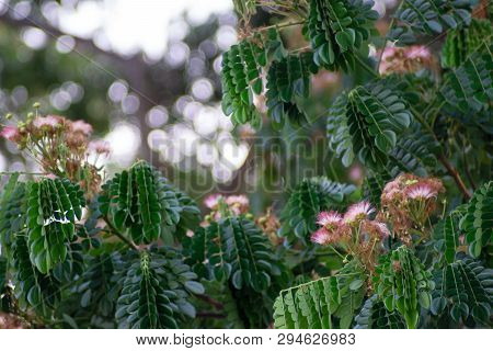 Rain Tree East Indian Walnut,monkey Pod.