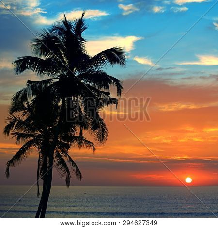 Silhouette coconutpalm tree against backdrop magnificent sunset over ocean beach