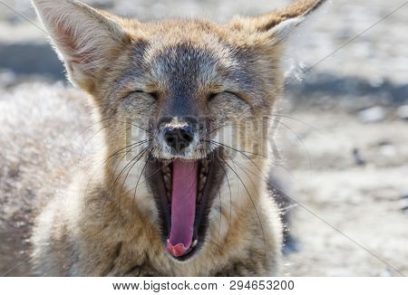 South American gray fox (Lycalopex griseus), Patagonian fox, in Patagonia mountains