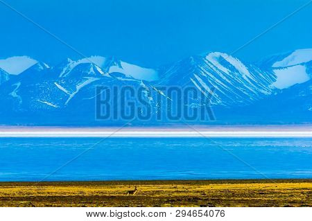 Hala Lake And Snow Capped Qilian Mountain Range , Qinghai-tibet Platea, China